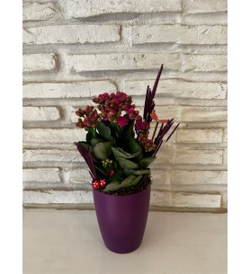 Mor Saksıda Kalanchoe Çiçeği